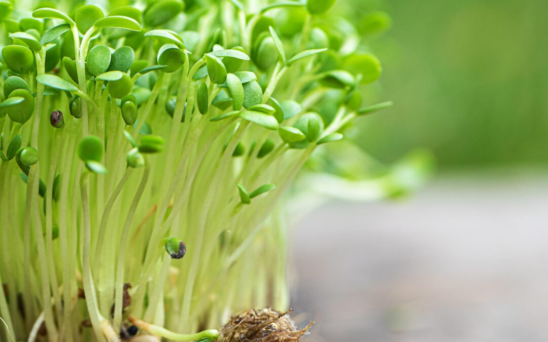 Why Chefs Love Microgreens: Insights from Culinary Experts