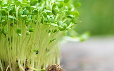 Why Chefs Love Microgreens: Insights from Culinary Experts