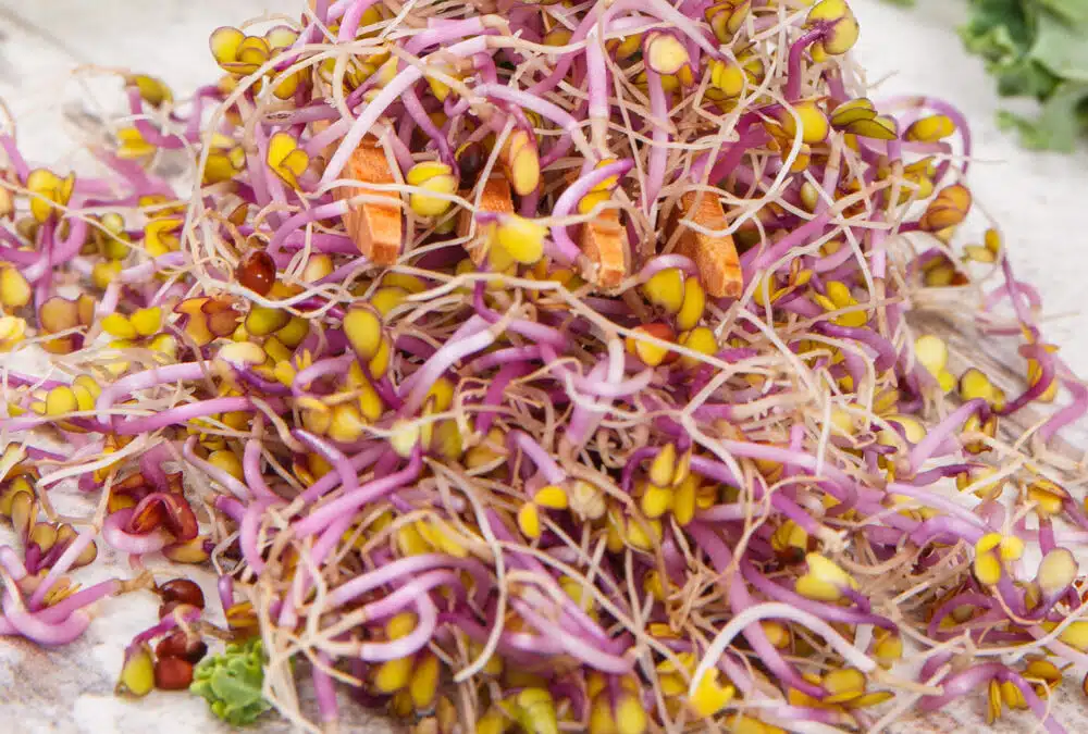 Organic Microgreens: The Secret to Healthier, More Sustainable Eating