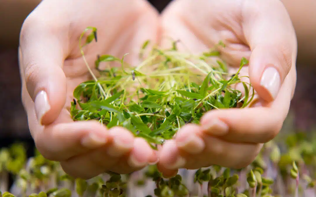 From Farm to Table: The Journey of Organic Microgreens