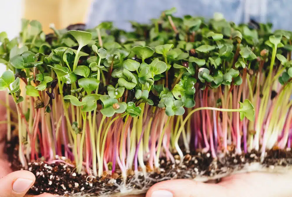 Microgreens vs. Sprouts: Understanding the Differences and Health Benefits