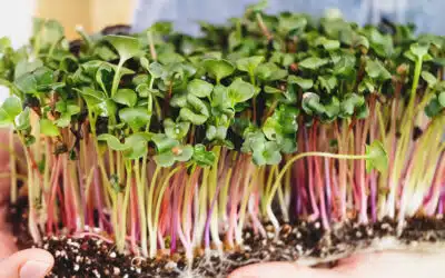 Microgreens vs. Sprouts: Understanding the Differences and Health Benefits